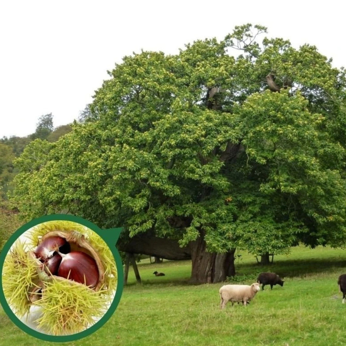 Kaštanovník jedlý Maraval na kmínku 160-180 cm, výška 280-300 cm, květináč 18 l
