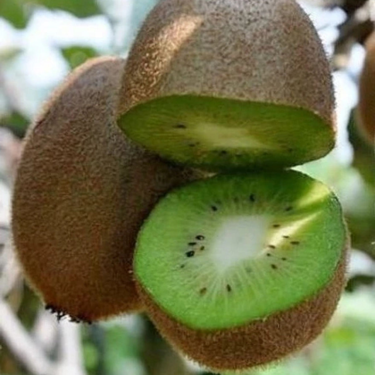 Kiwi Tomuri, výška 150-180 cm, květináč 3 l