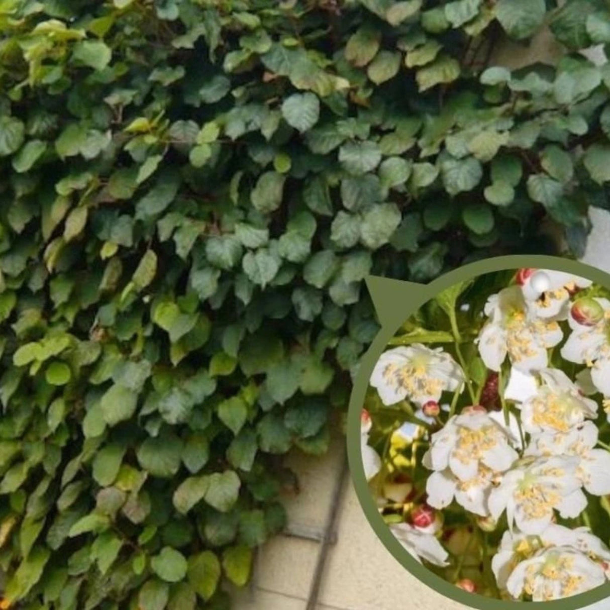 Kiwi Tomuri, výška 150-180 cm, květináč 3 l