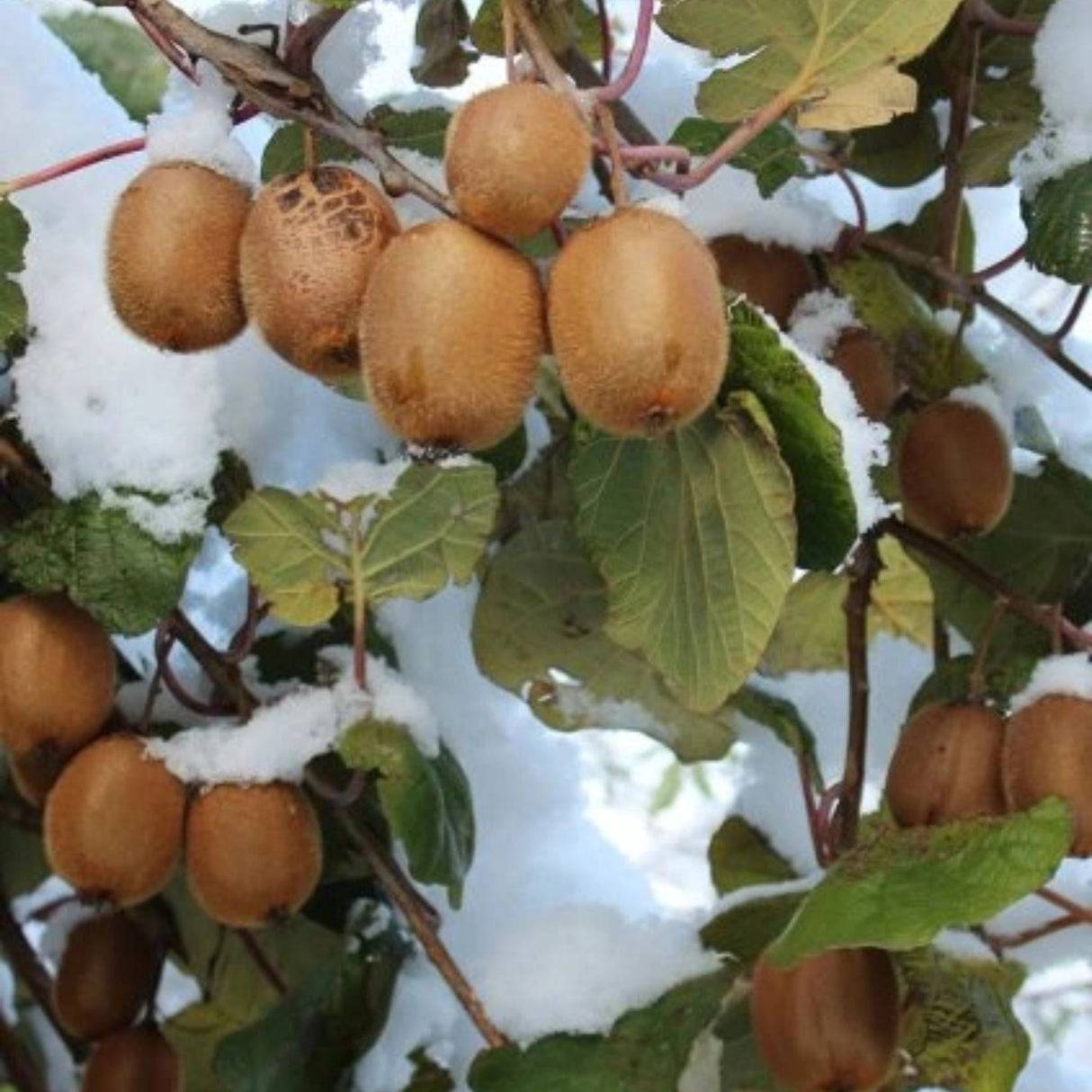 Kiwi Tomuri, výška 150-180 cm, květináč 3 l