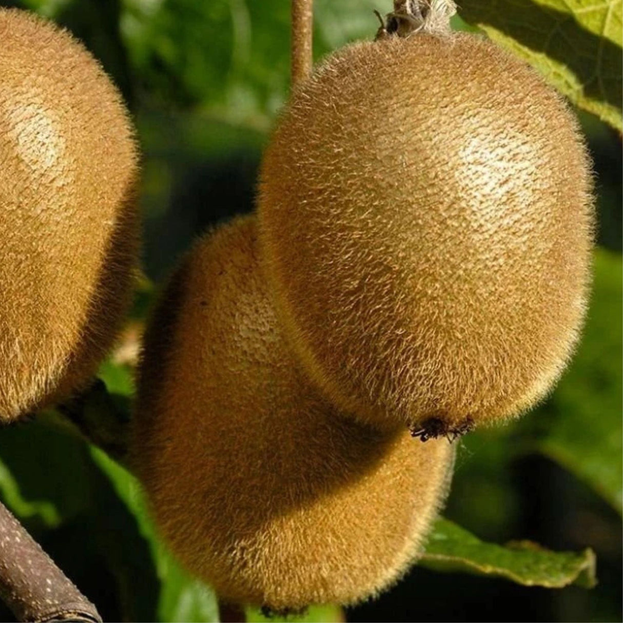 Kiwi velkoplodé Solo, výška 150-180 cm, květináč 3 l