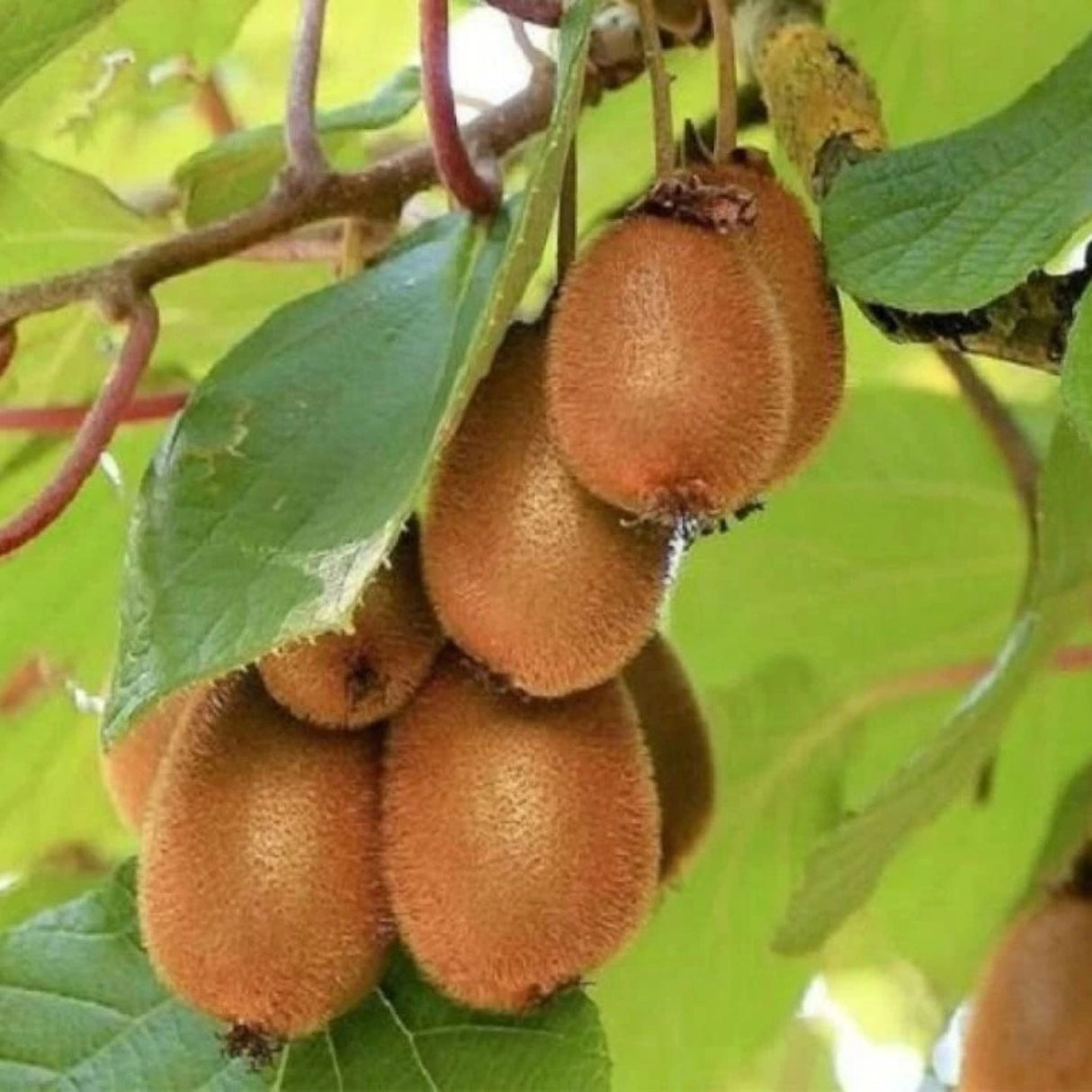 Kiwi velkoplodé Solo, výška 150-180 cm, květináč 3 l