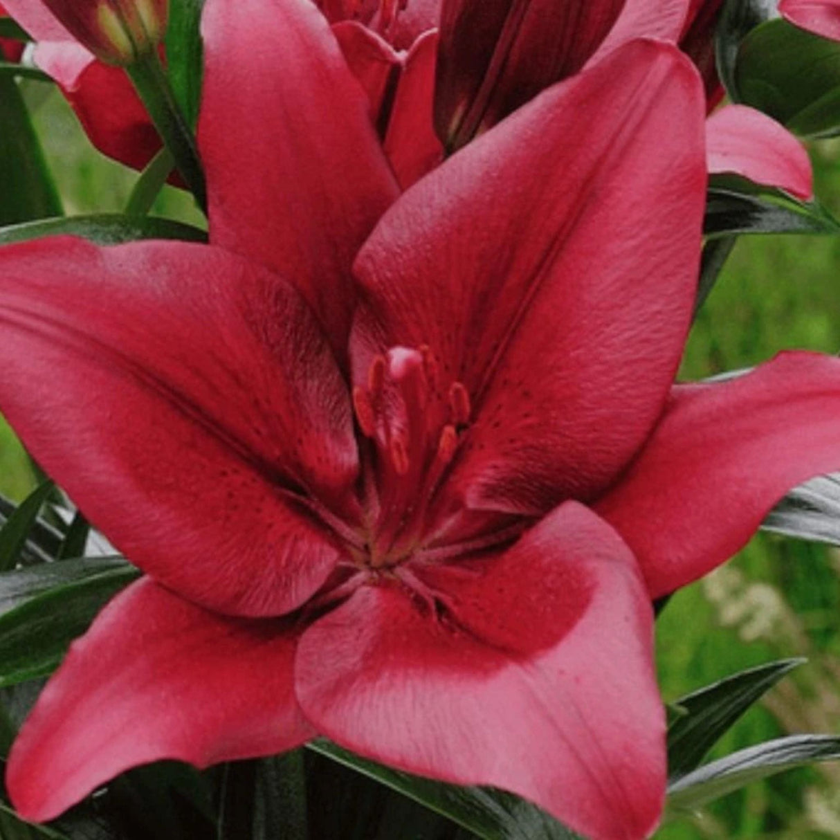 Lilie Forza Red, květináč 11 cm