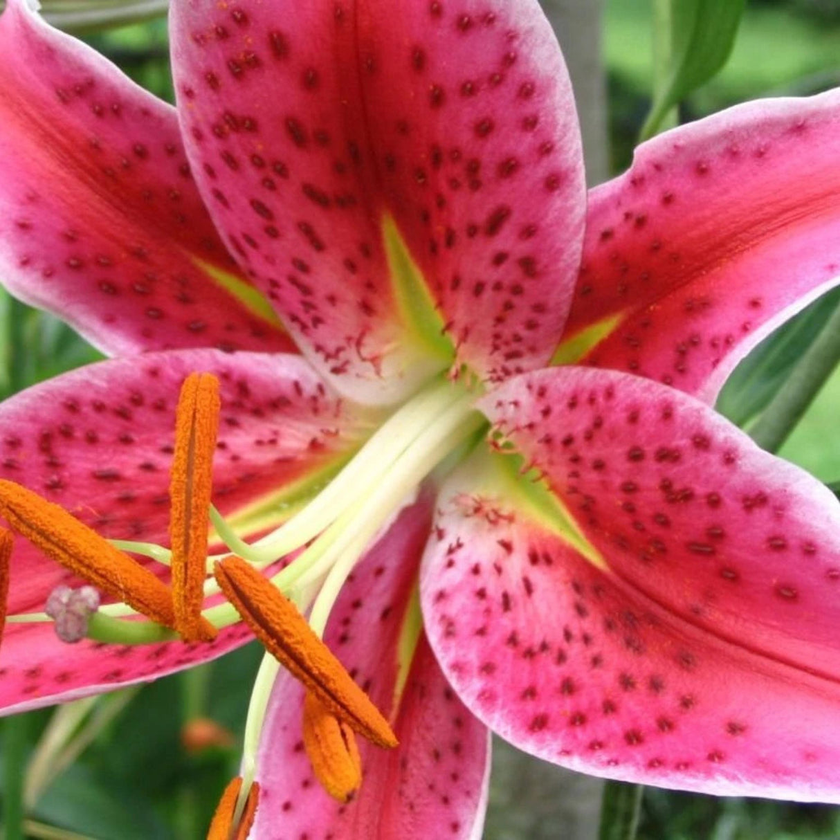 Lilie Star Gazer, květináč 11 cm