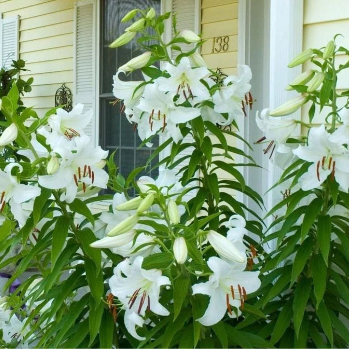 Lilie Crystal Blanca, květináč 11 cm