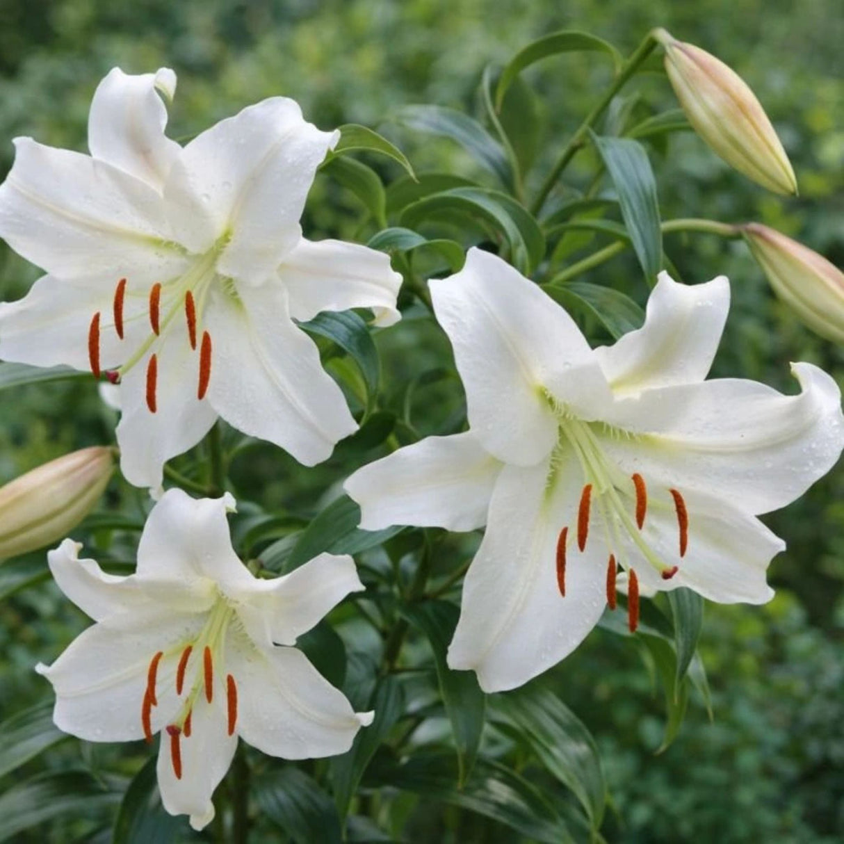 Lilie Crystal Blanca, květináč 11 cm