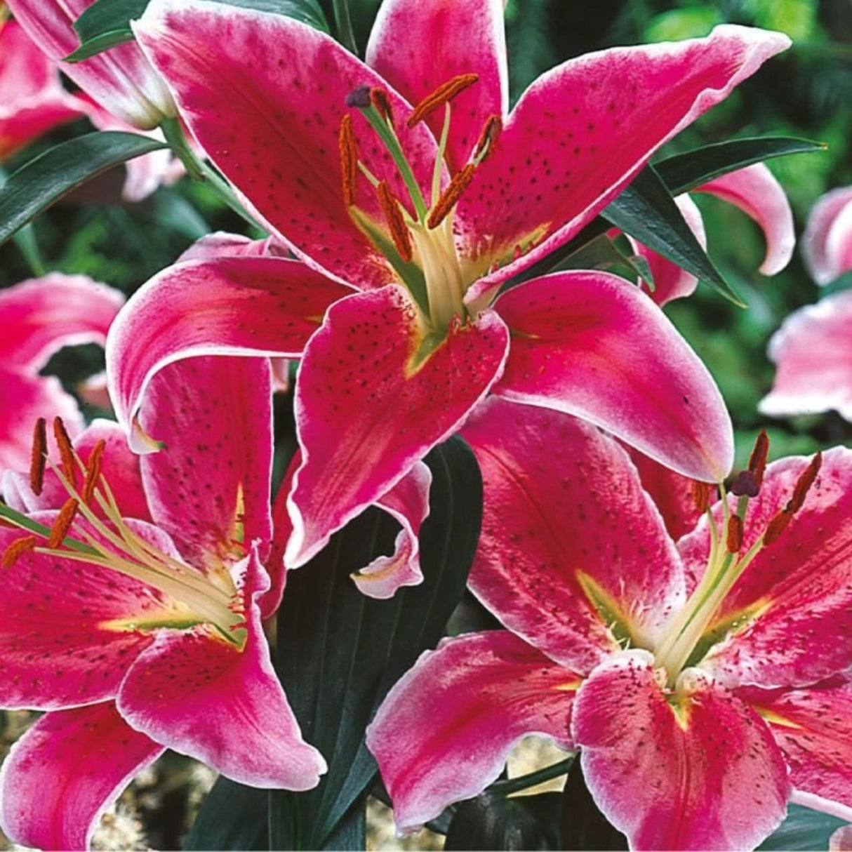 Lilie Star Gazer, květináč 11 cm