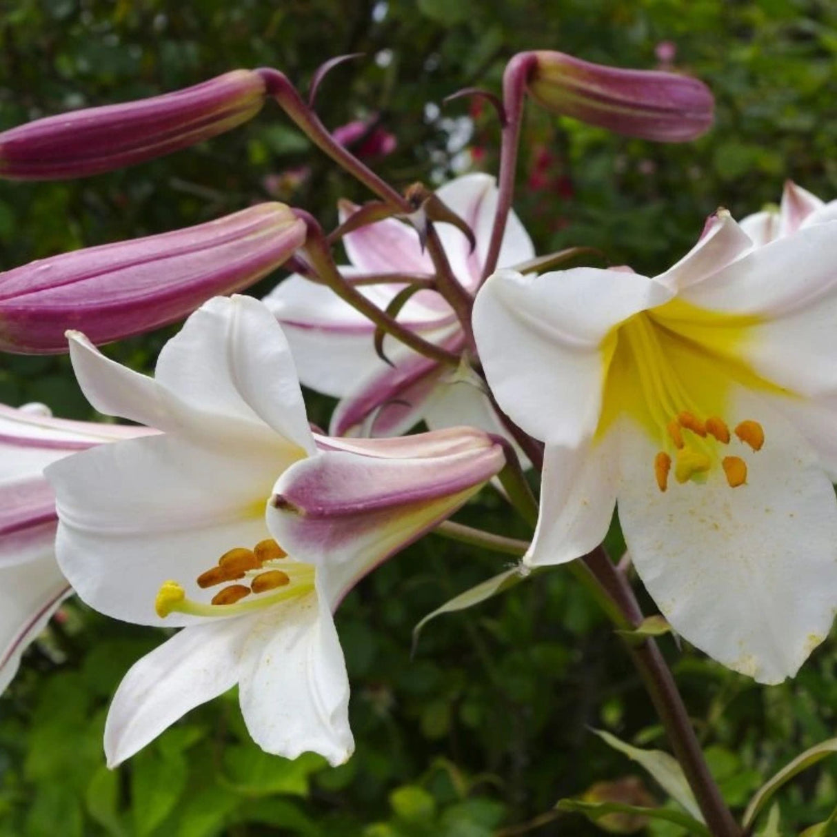 Lilie královská Regale, květináč 11 cm