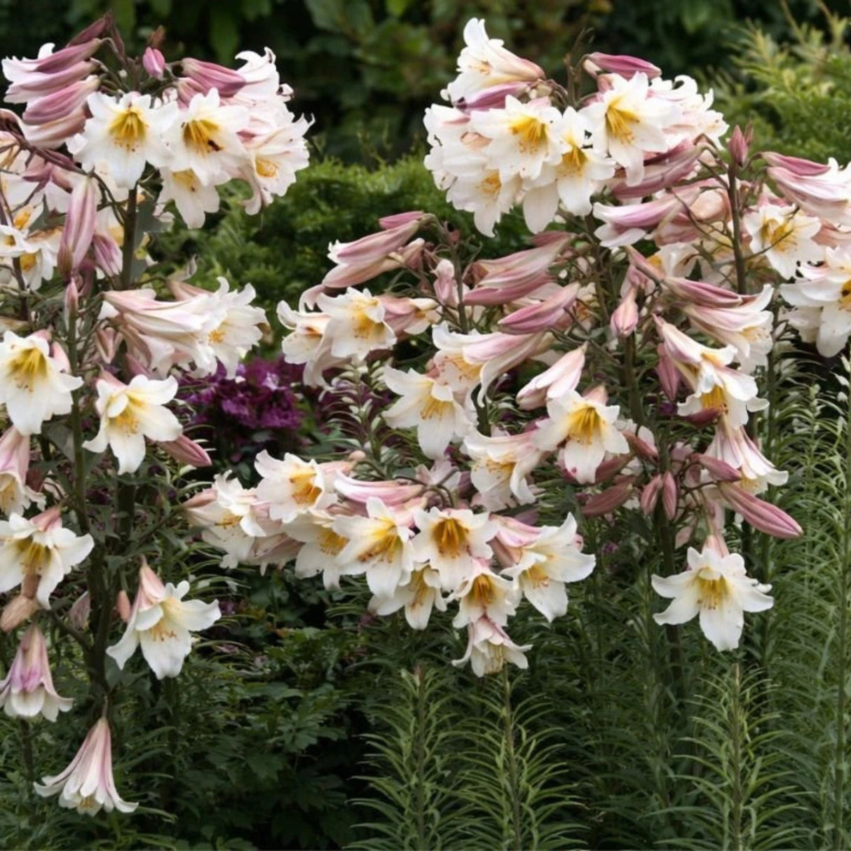 Lilie královská Regale, květináč 11 cm