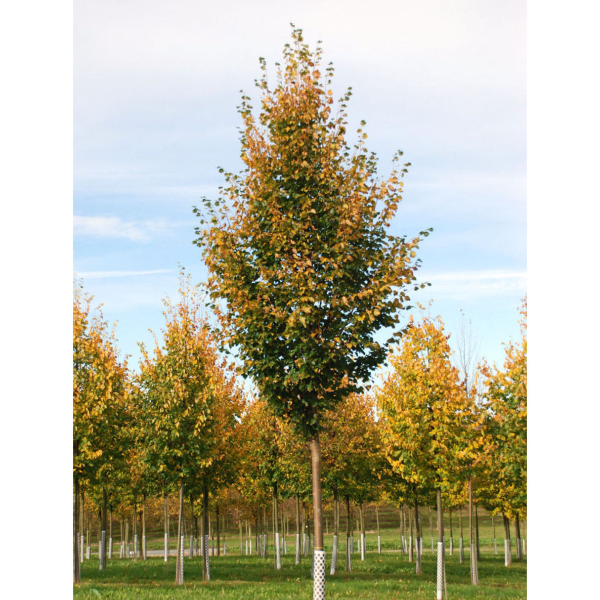 Lípa srdčitá Rancho na kmínku 140-150 cm, výška 160-180 cm, květináč 5 l