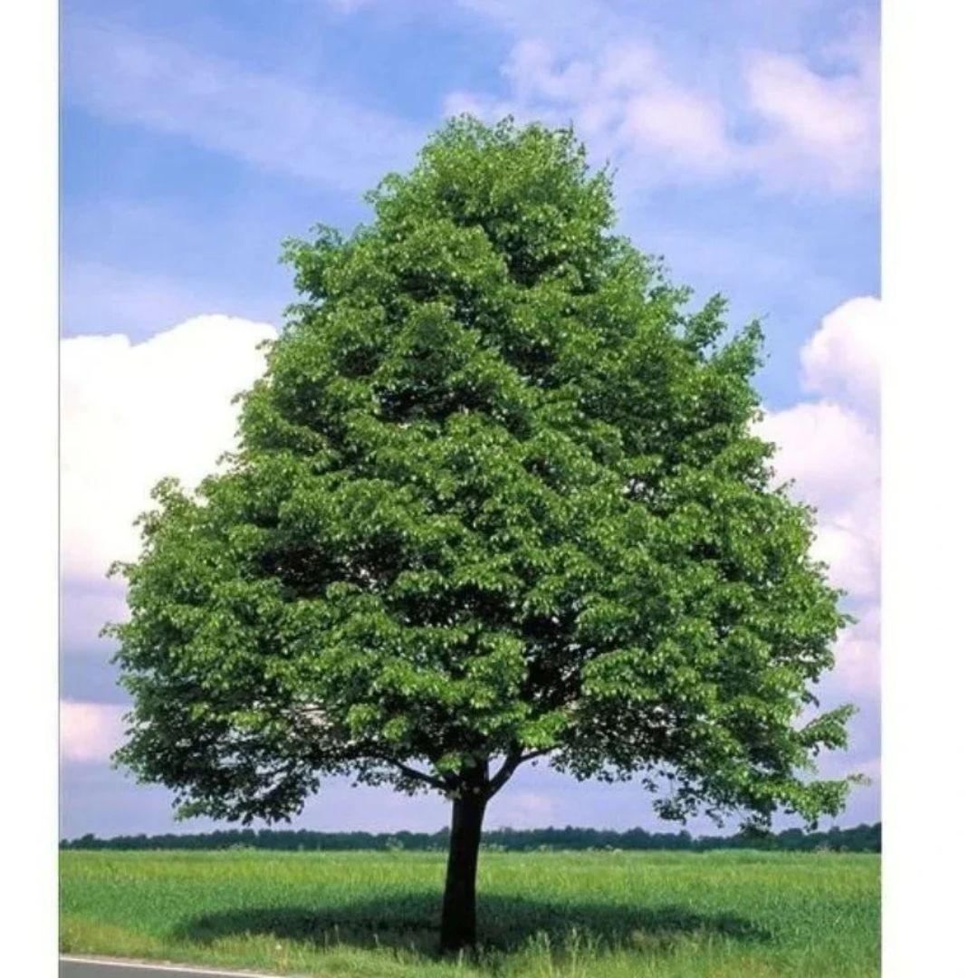 Lípa srdčitá, výška 40–80 cm, prostokořenná