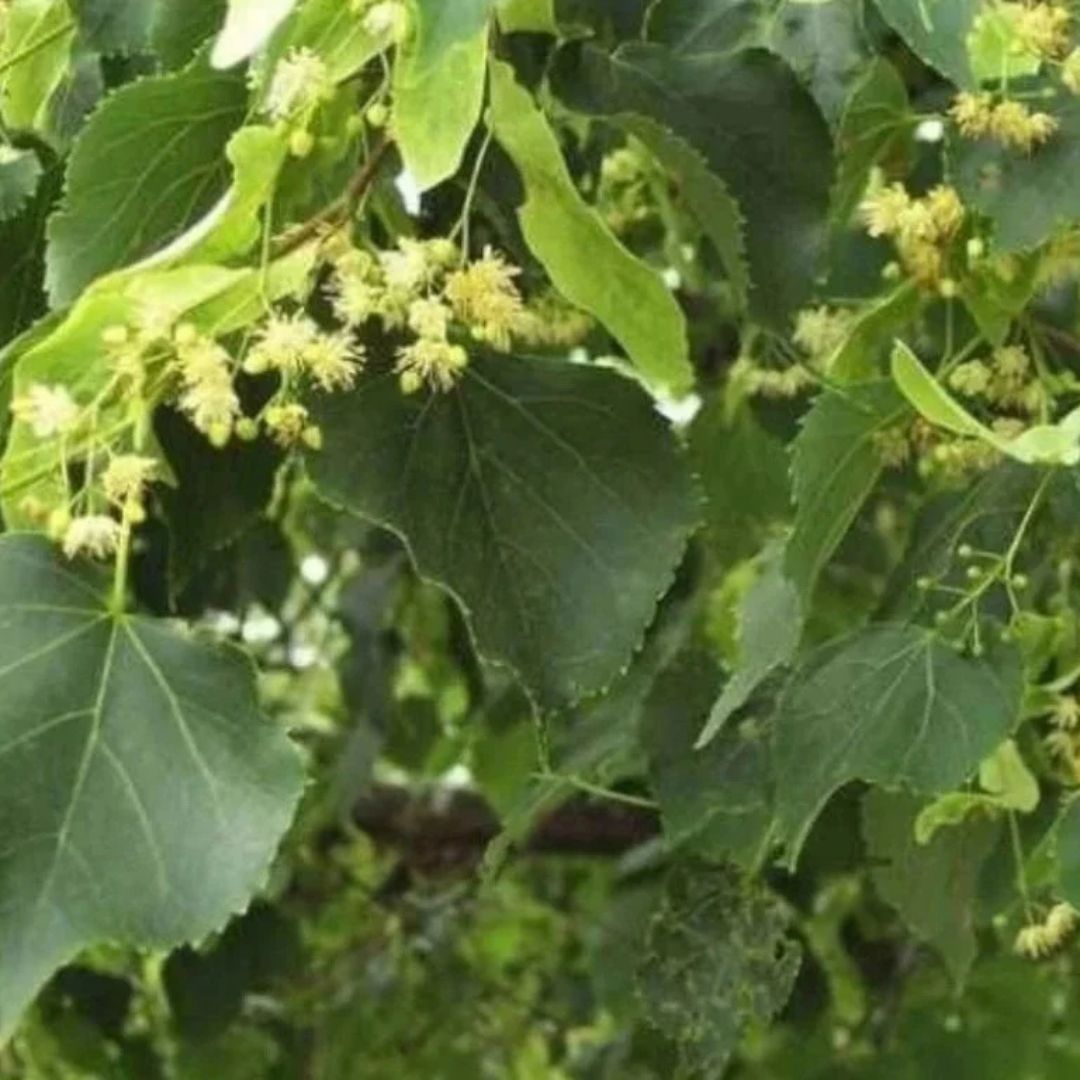Lípa srdčitá, výška 40–80 cm, prostokořenná