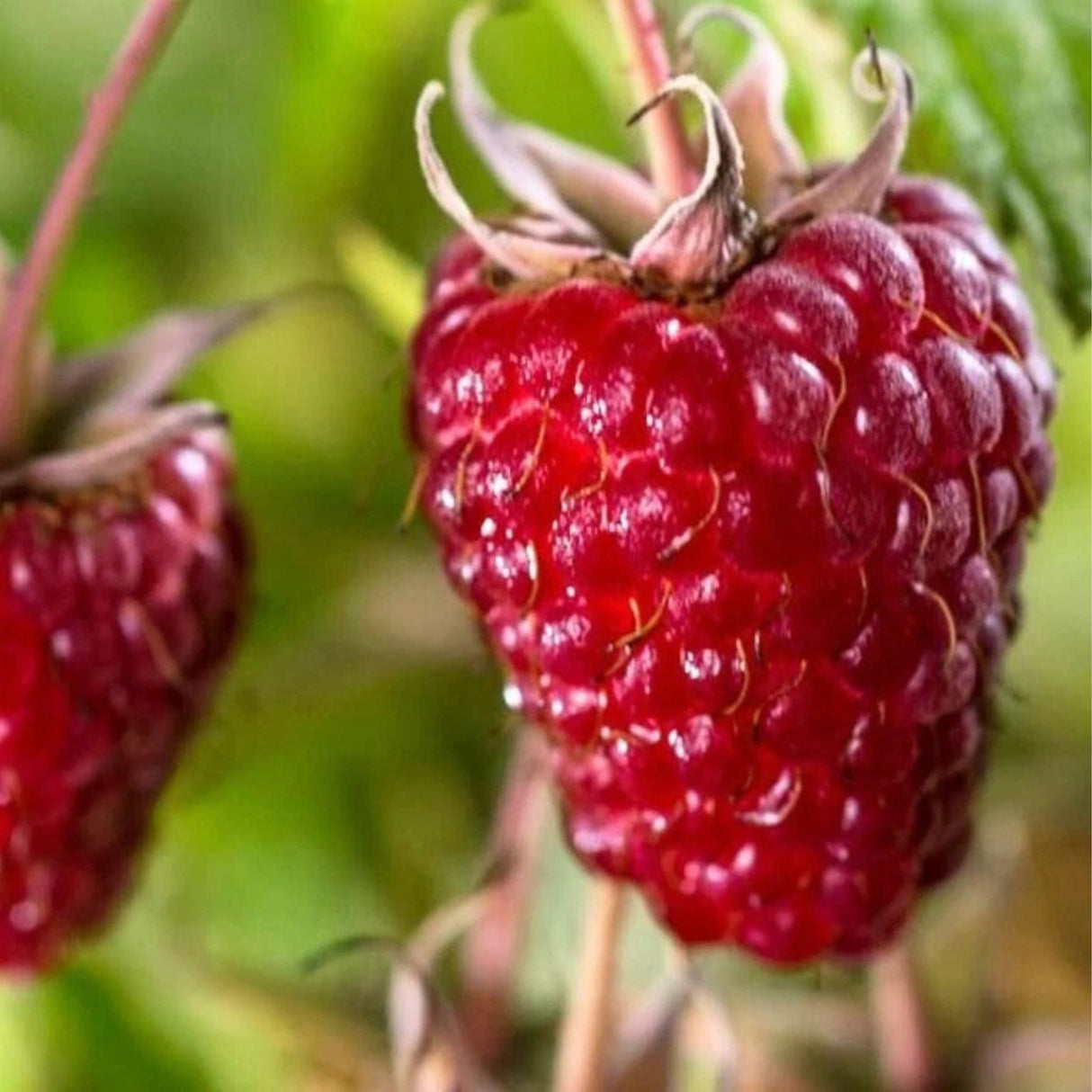 Maliník Zefa Herbsternte opakovaně plodící, výška 30–40 cm, květináč 17 cm