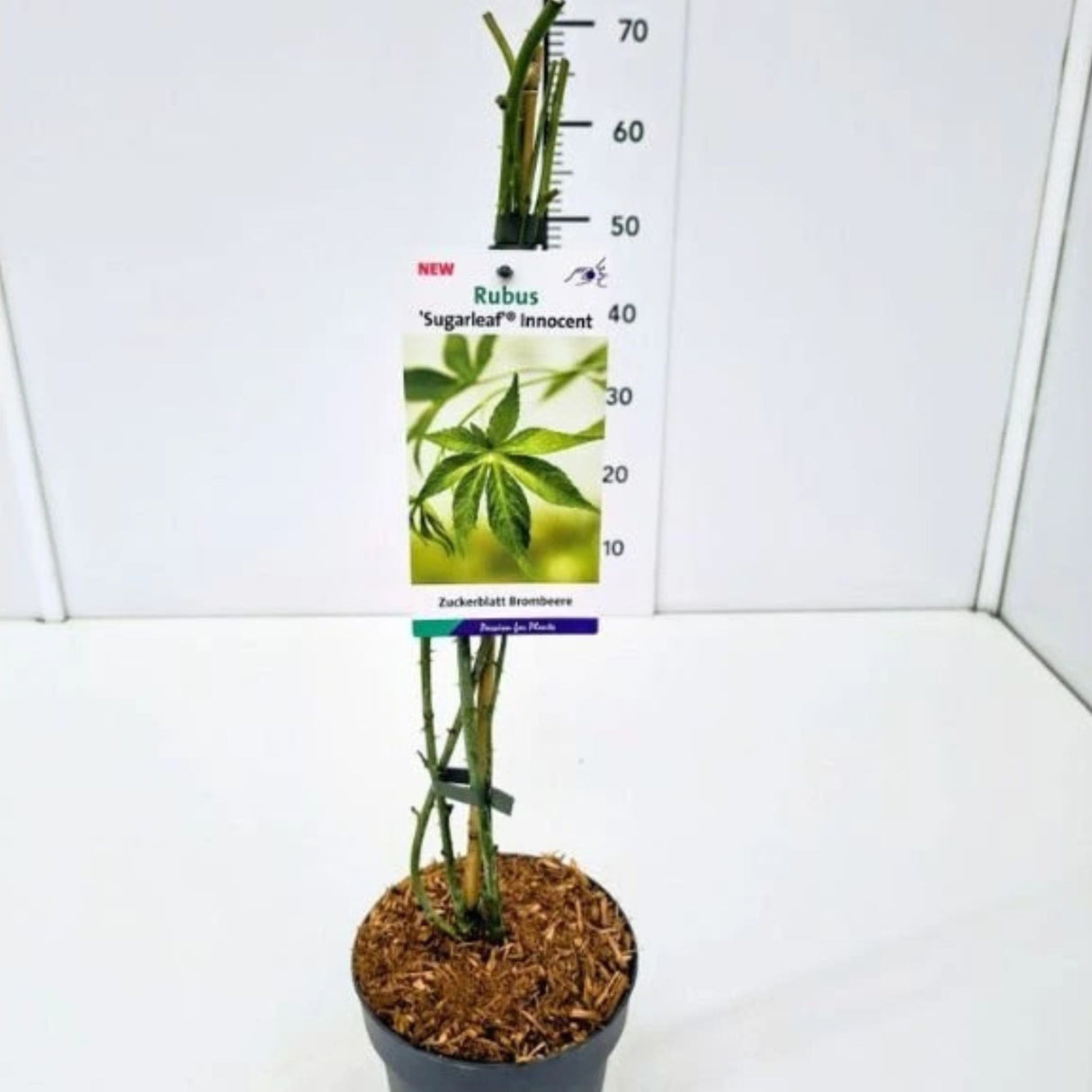 Maliník Sugarleaf Innocent, výška 20–40 cm, květináč 17 cm