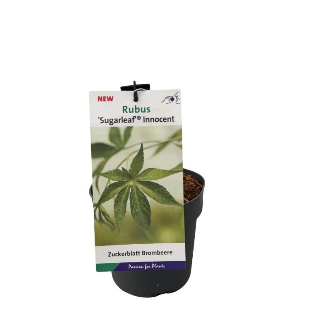 Maliník Sugarleaf Innocent, výška 20–40 cm, květináč 17 cm