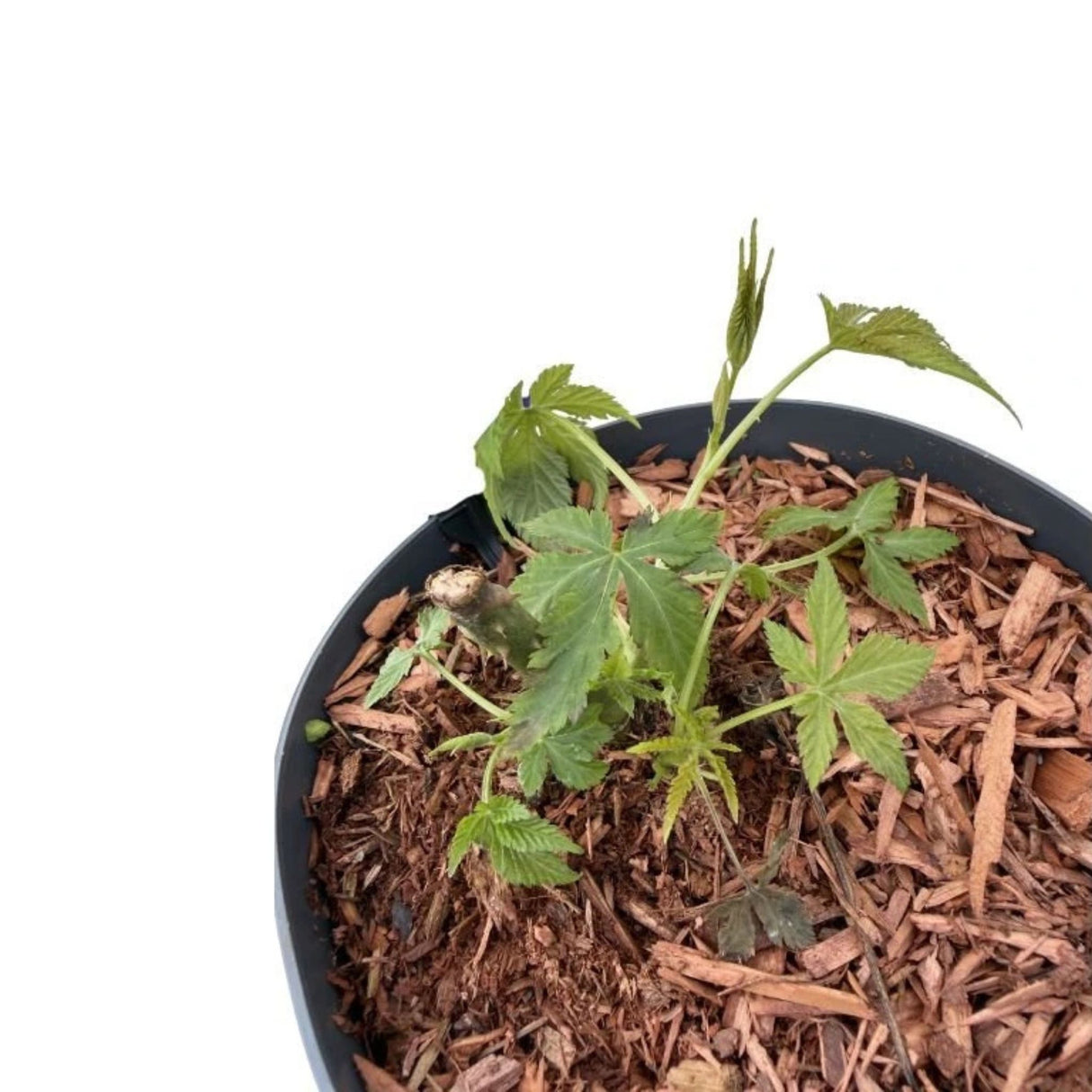 Maliník Sugarleaf Innocent, výška 20–40 cm, květináč 17 cm