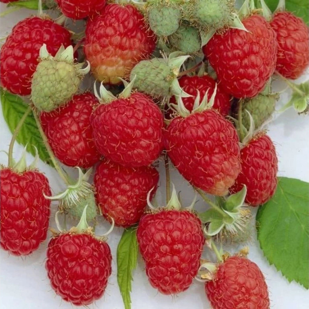 Maliník Zefa Herbsternte opakovaně plodící, výška 30–40 cm, květináč 17 cm