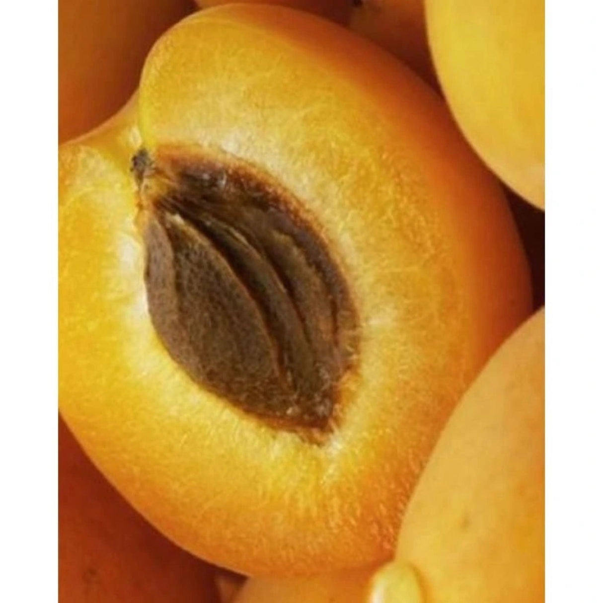 Meruňka Polonais na kmínku 90-100 cm, výška 160-180 cm, květináč 10 l