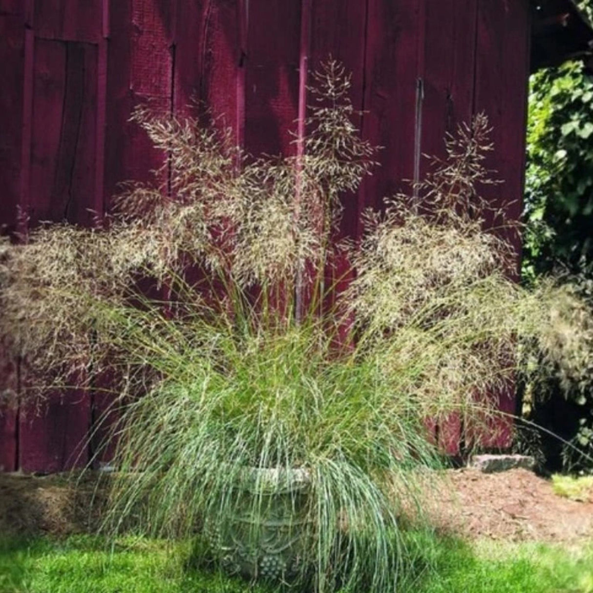 Milička Eragrostis Elliottii Lovey, květináč 9 cm