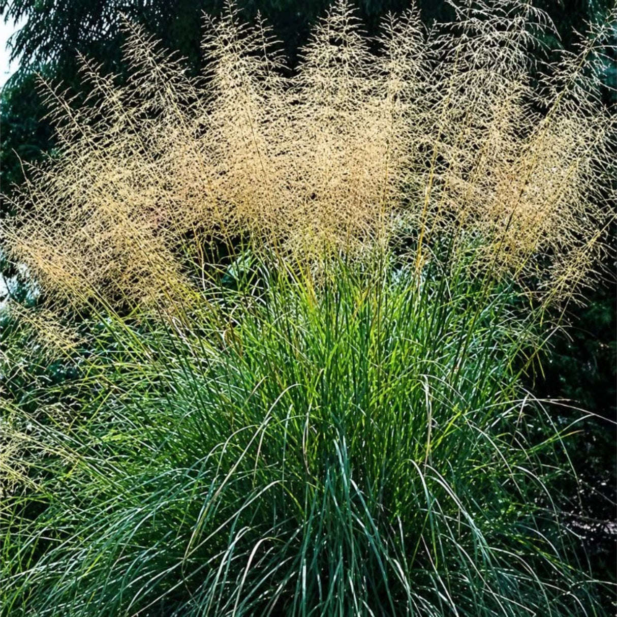 Milička Eragrostis Elliottii Lovey, květináč 9 cm
