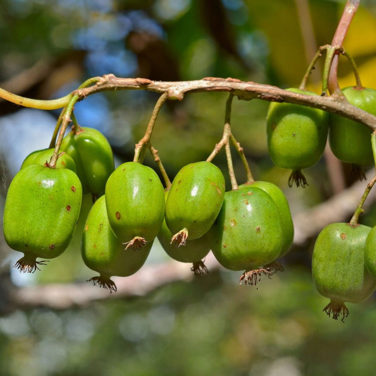 Mini kiwi Issai samosprašné, výška 30–40 cm, květináč 17 cm