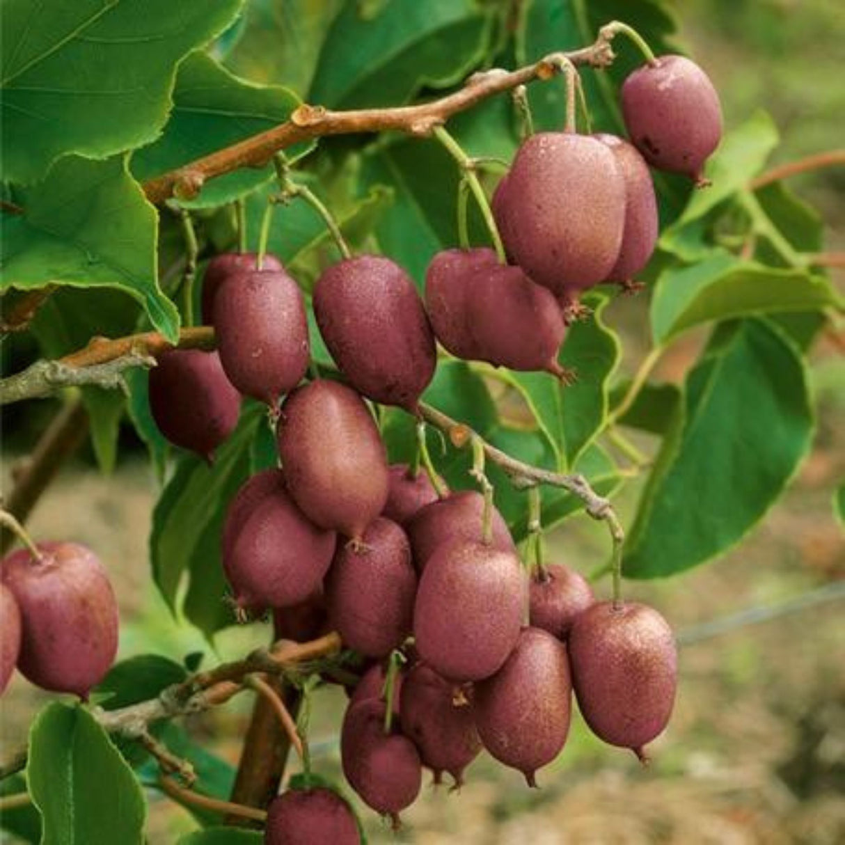 Mini kiwi Kens Red, výška 30–40 cm, květináč 17 cm