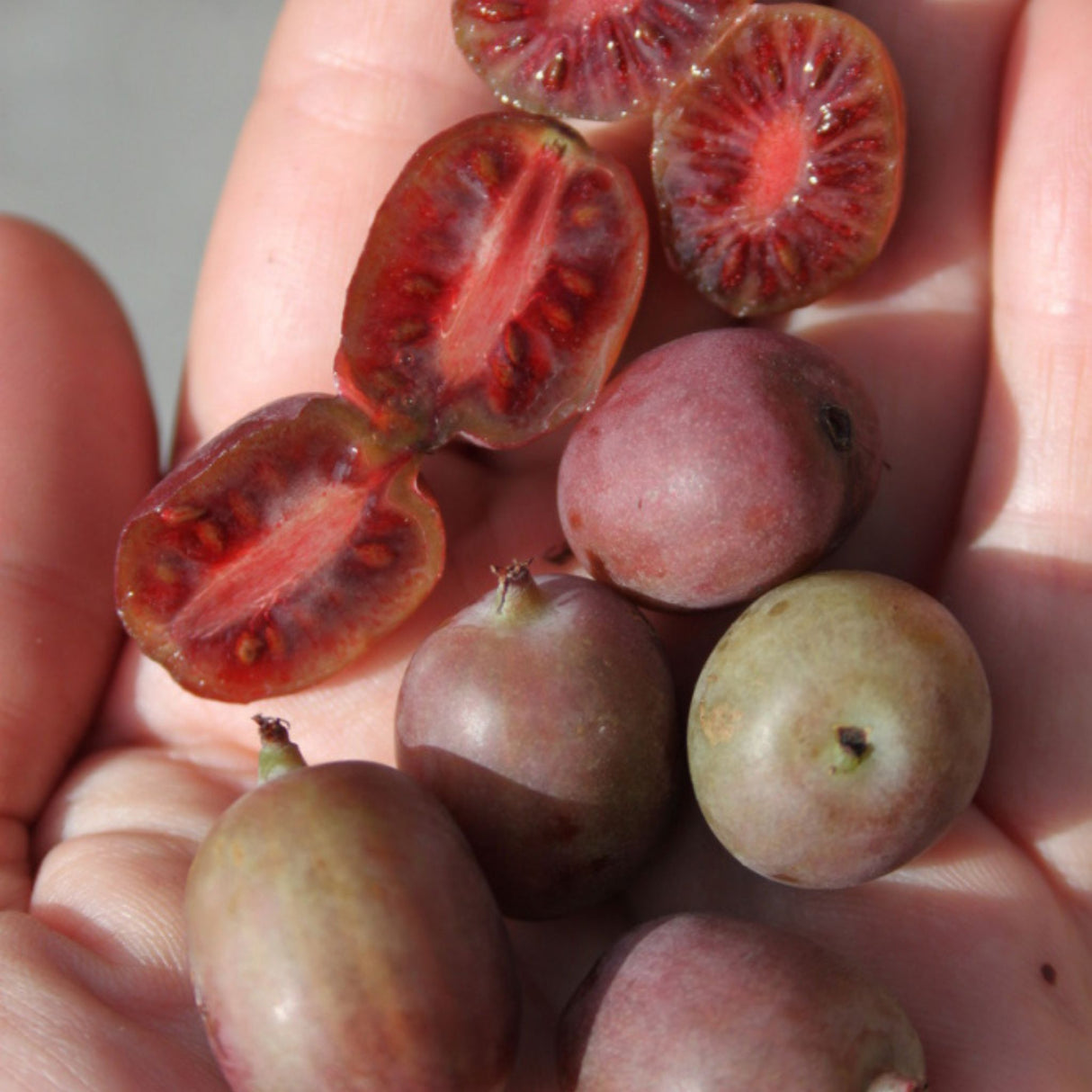 Mini kiwi Kens Red, výška 30–40 cm, květináč 17 cm