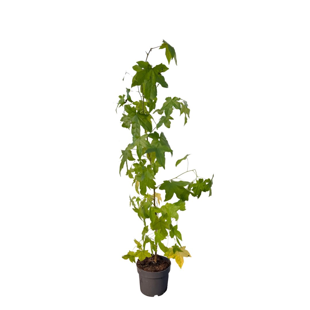 Ambroň západní, výška 50–80 cm, květináč 17 cm
