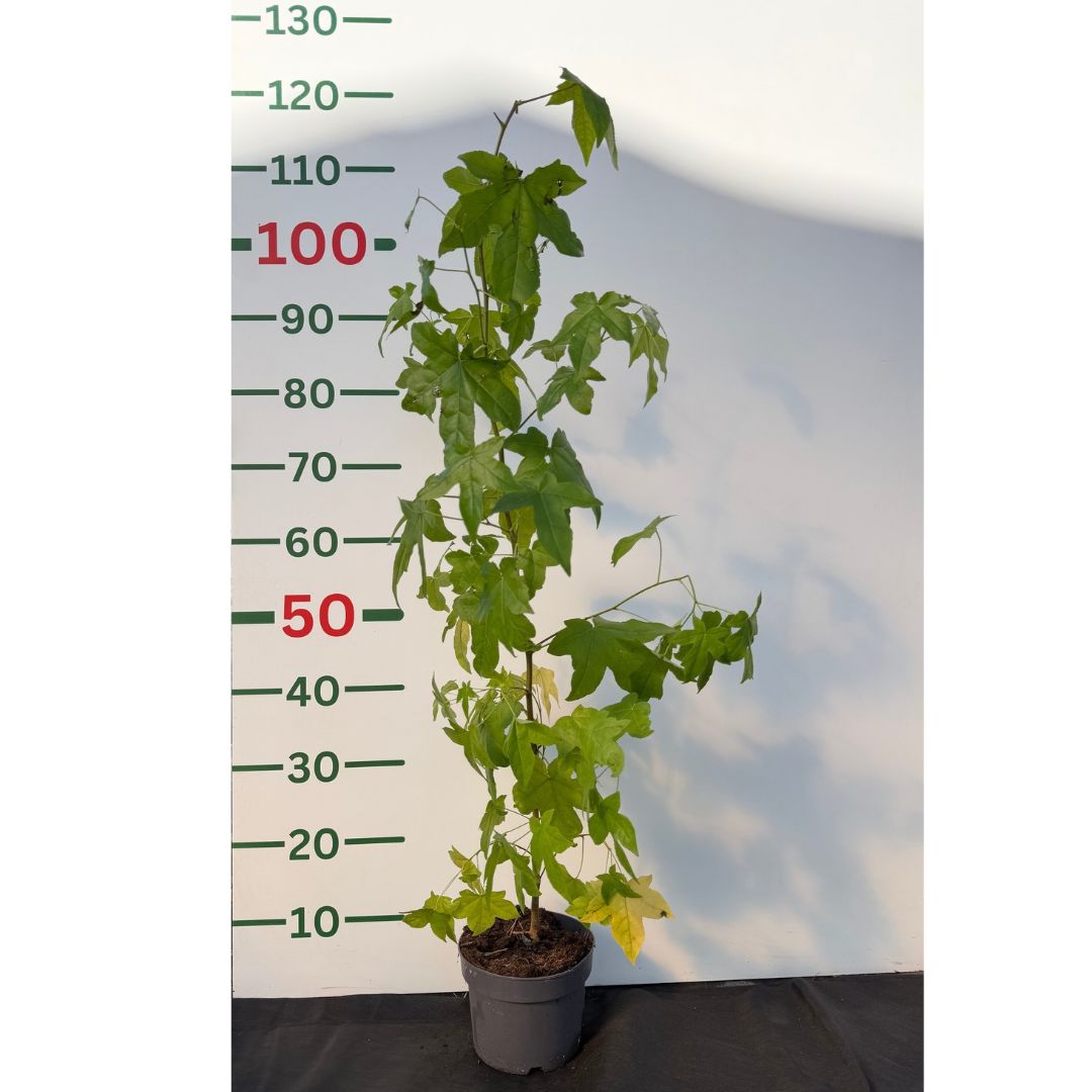 Ambroň západní, výška 50–80 cm, květináč 17 cm