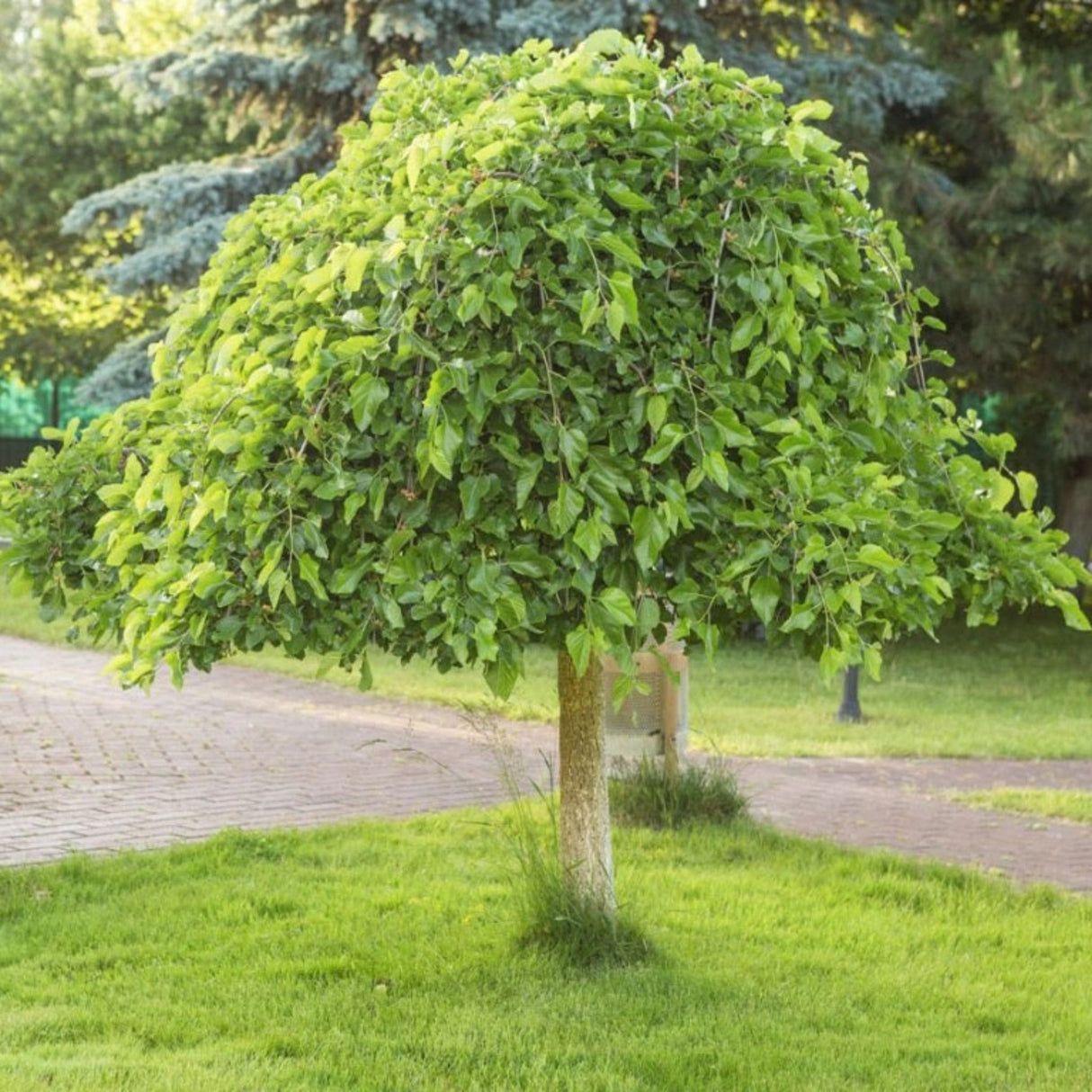 Moruše bílá Pendula na kmínku 210-215 cm, výška 230-240 cm, květináč 30 l