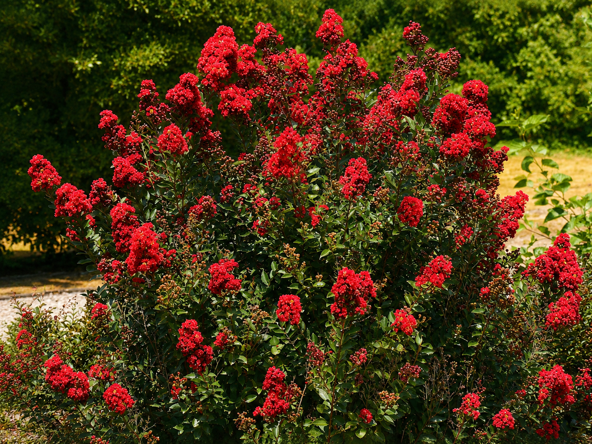 Pukol indický, krepová myrta Enduring Summer Red, rozvětvený, výška 110–130 cm, květináč 30 l