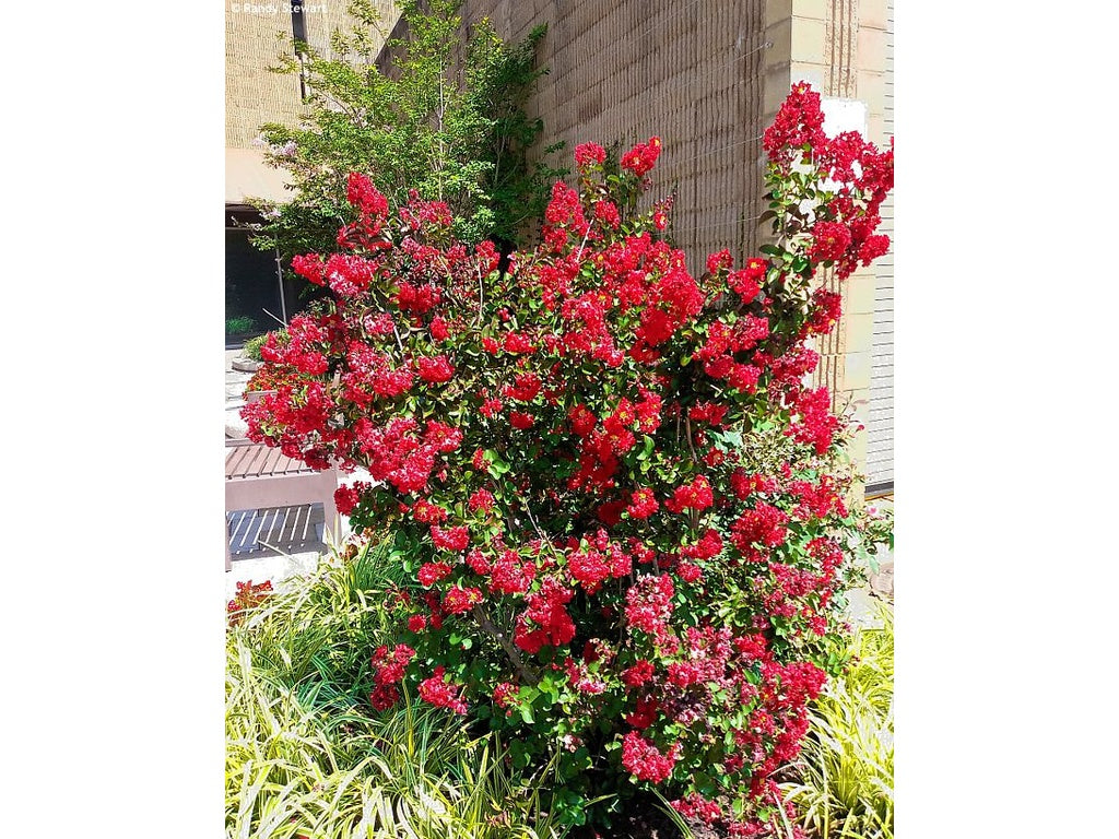 Pukol indický, krepová myrta Enduring Summer Red, rozvětvený, výška 110–130 cm, květináč 30 l