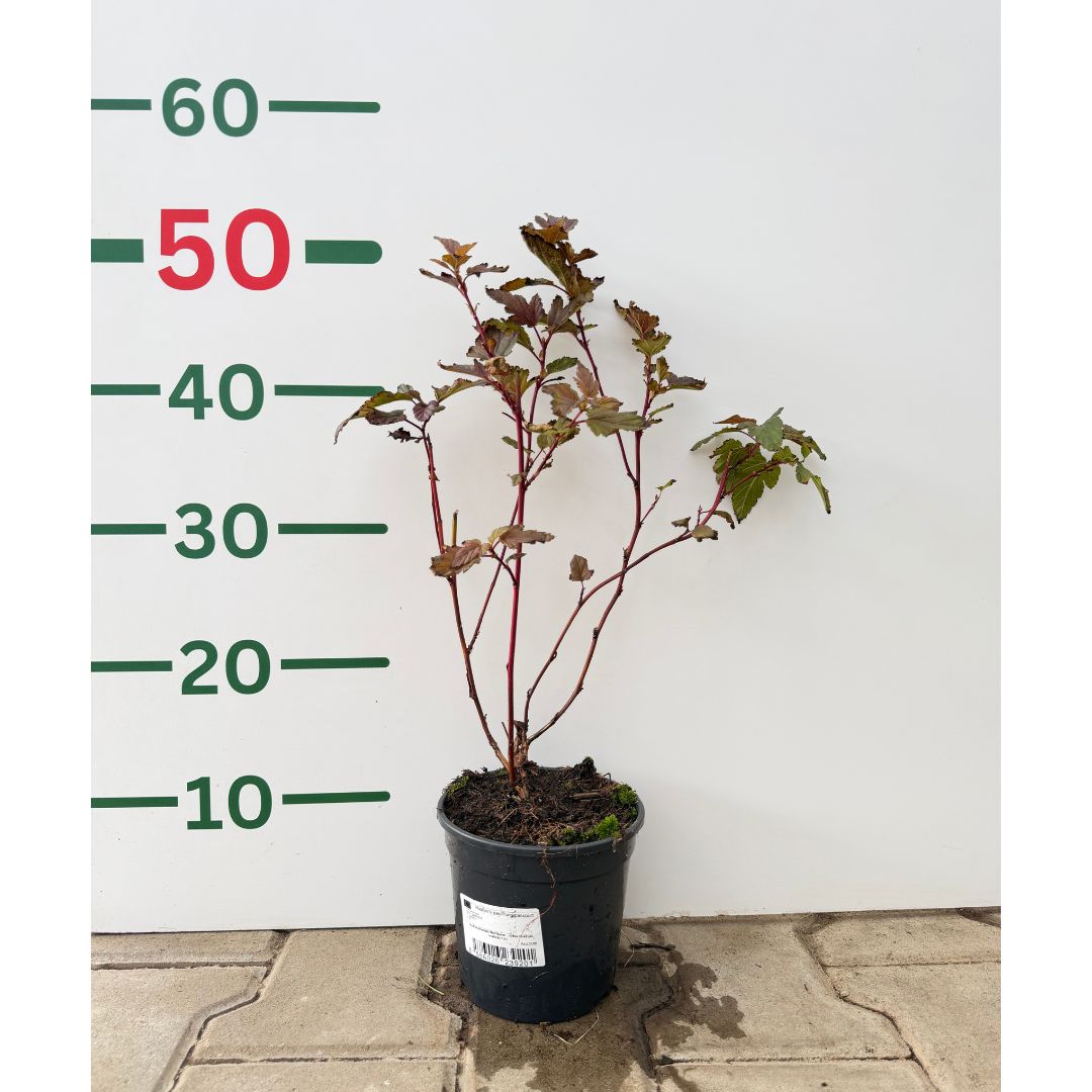 Tavola kalinolistá Red Baron, výška 30–40 cm, květináč 2 l