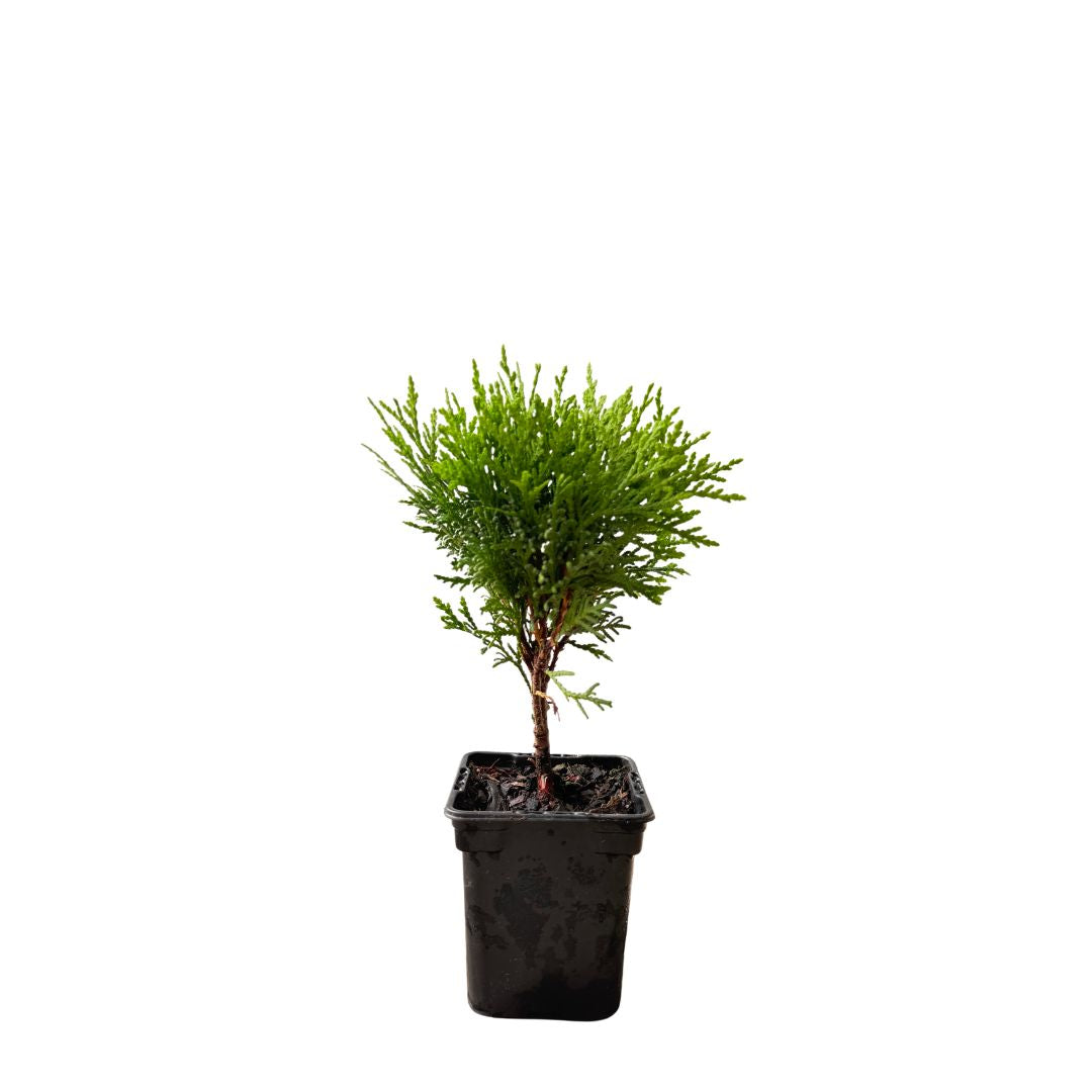 Túje, zerav západní Danica, výška 10–20 cm, květináč 9 cm
