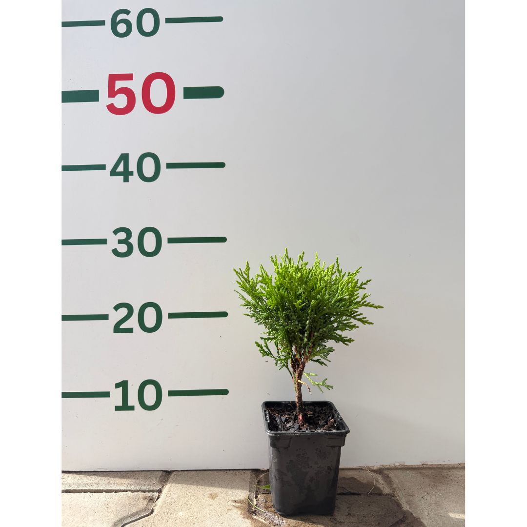 Túje, zerav západní Danica, výška 10–20 cm, květináč 9 cm