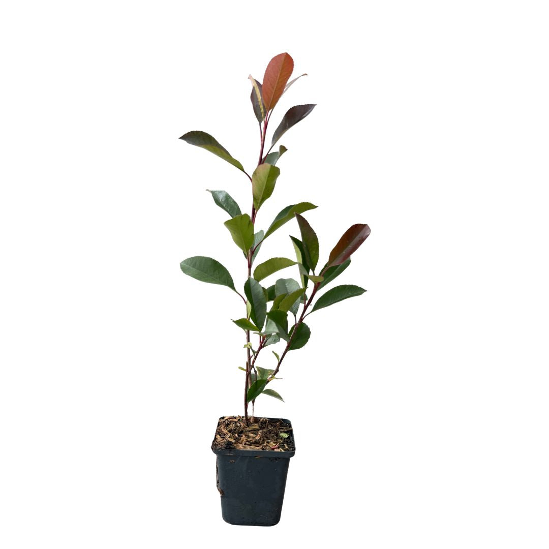 Blýskavka Fraserova Red Robin, výška 15-40 cm, květináč 9 cm
