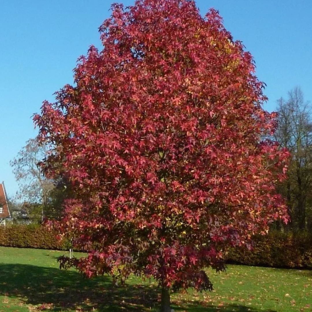 Ambroň západní, výška 40–70 cm, květináč 9 cm