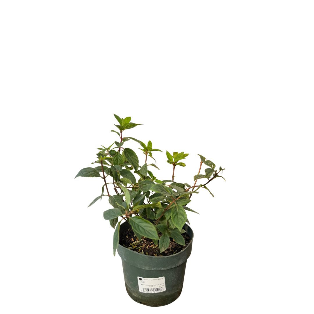Hortenzie latnatá Sundae Fraise, výška 30–50 cm, květináč 3 l