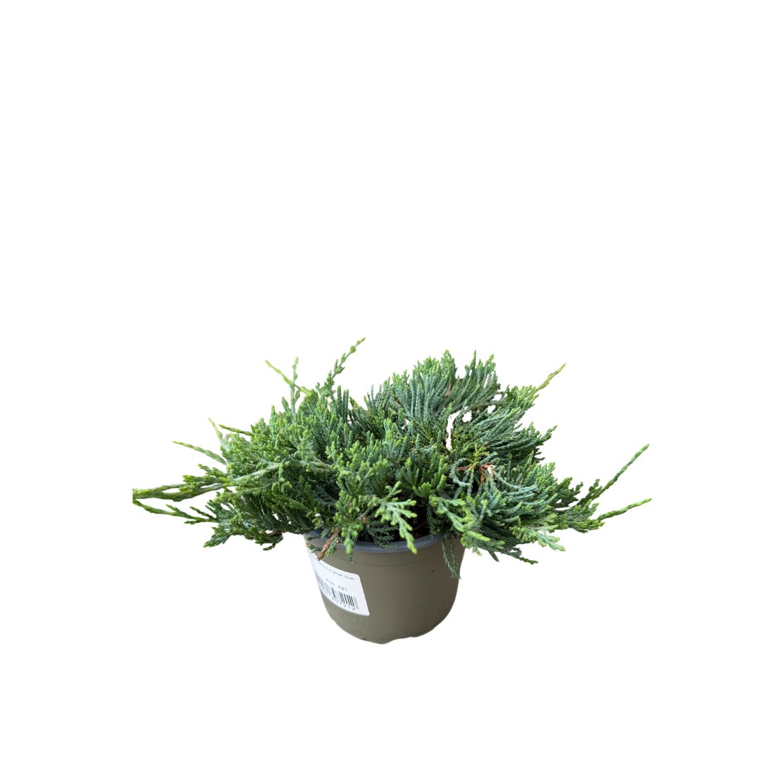 Jalovec polehlý Wiltonii, květináč 13 cm