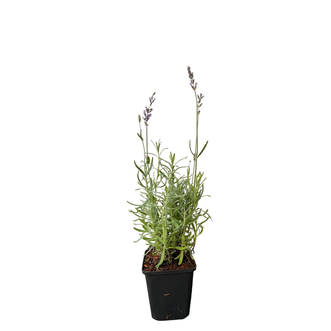 Levandule úzkolistá Hidcote Blue, květináč 9 cm