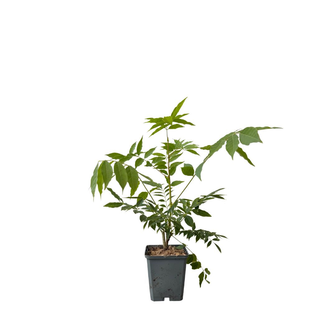 Vistárie čínská Prolific, výška 20–40 cm, květináč 9 cm