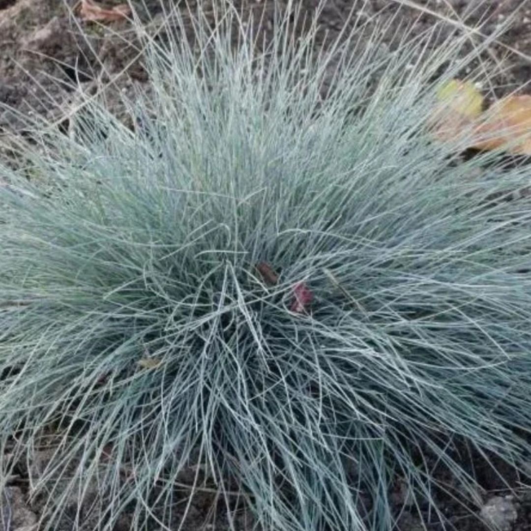 Kostřava popelavá Blauglut, květináč 9 cm