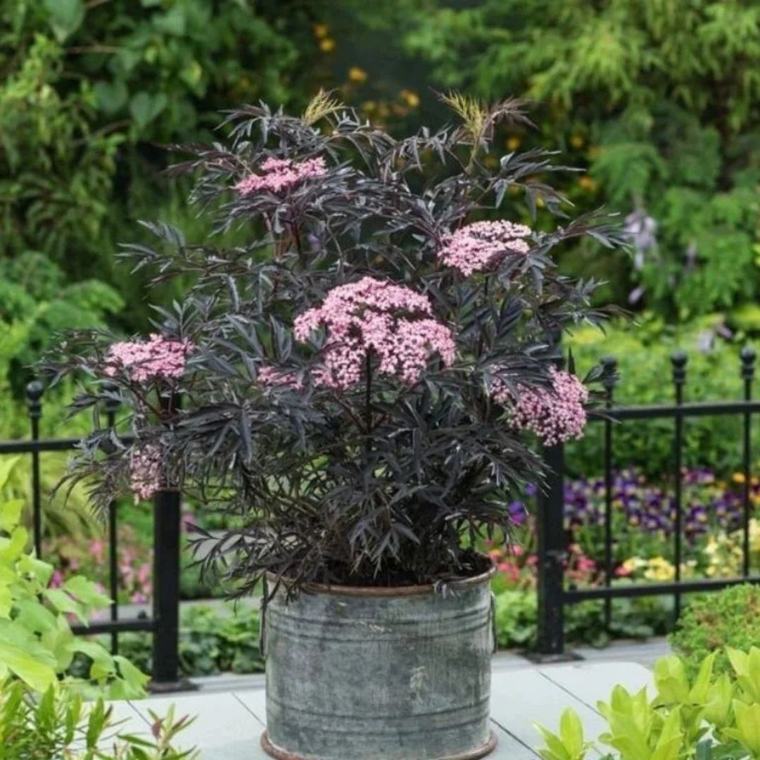 Bez černý Black Lace, výška 15–30 cm, květináč 9 cm