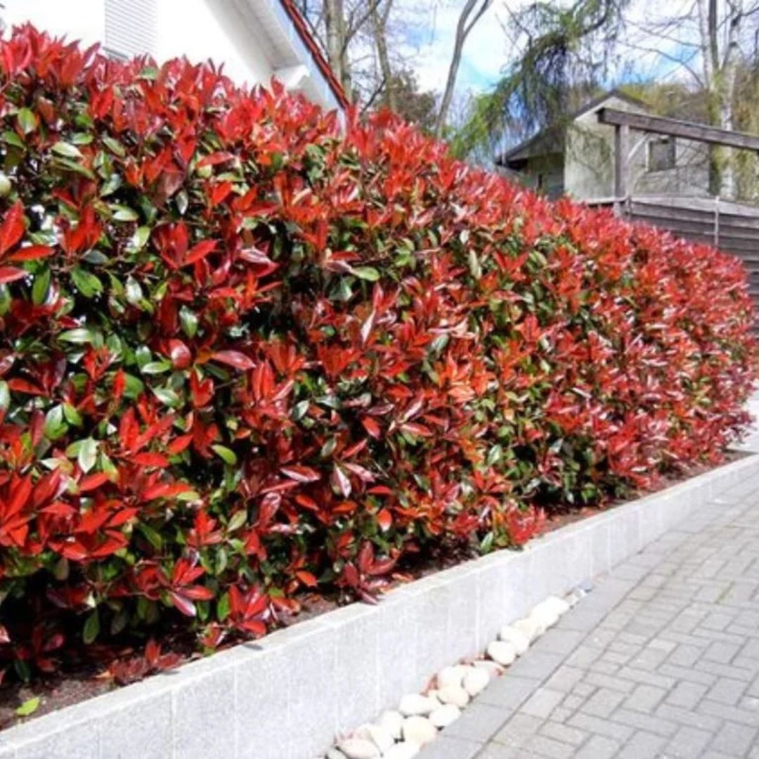 Blýskavka Fraserova Red Robin, výška 30–40 cm, květináč 17 cm