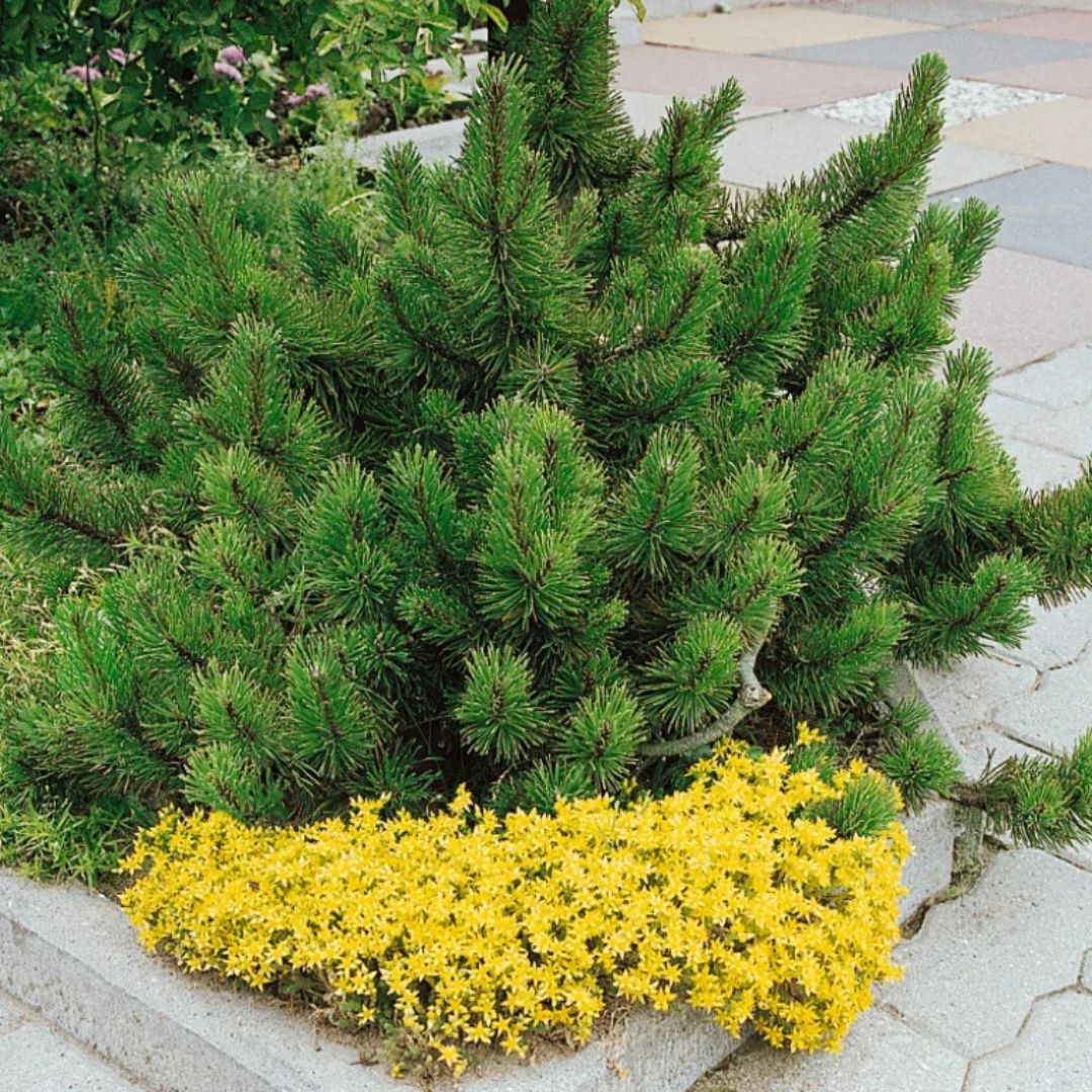 Borovice kleč Mughus, výška 10–20 cm, květináč 9 cm