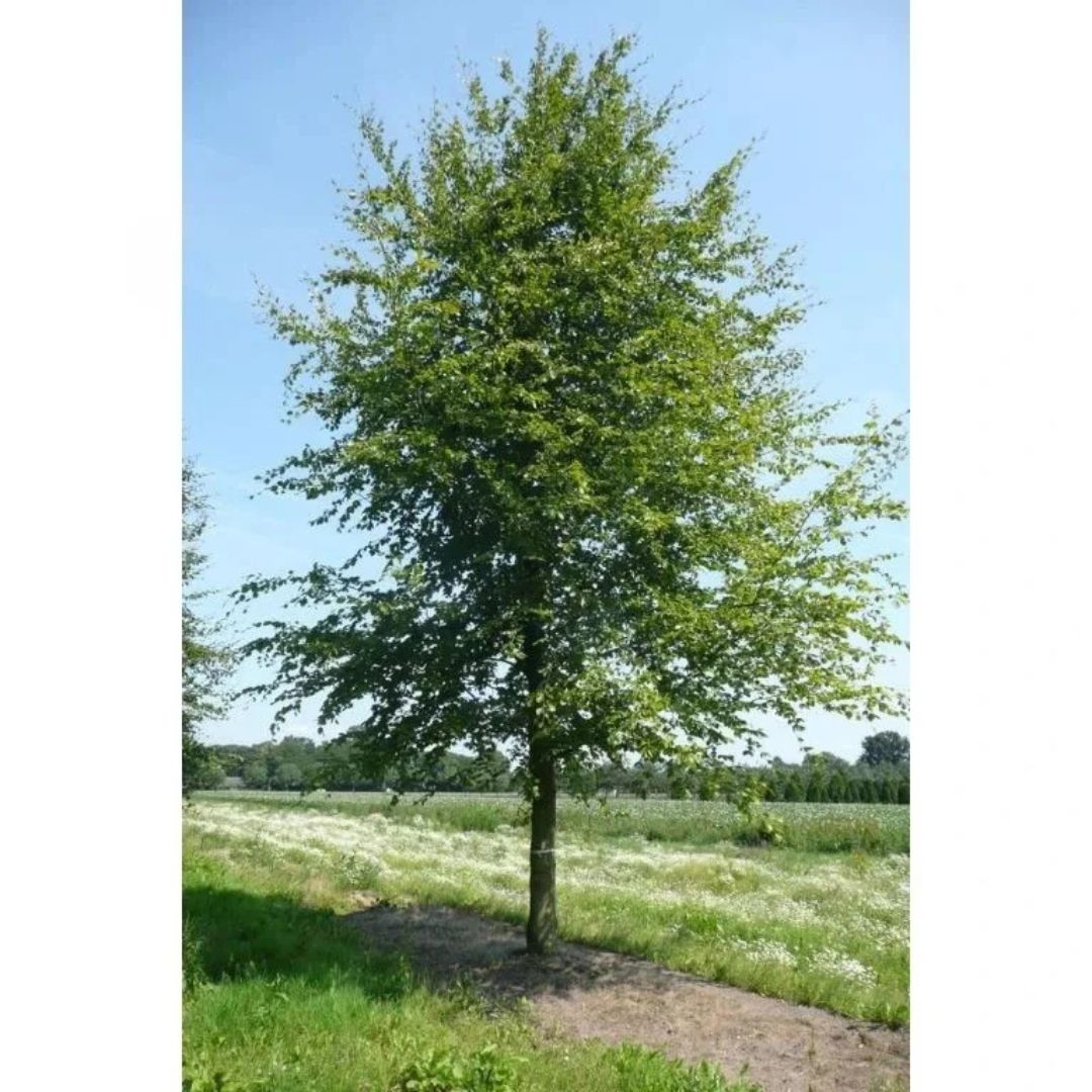 Buk lesní, výška 30–60 cm, květináč 9 cm