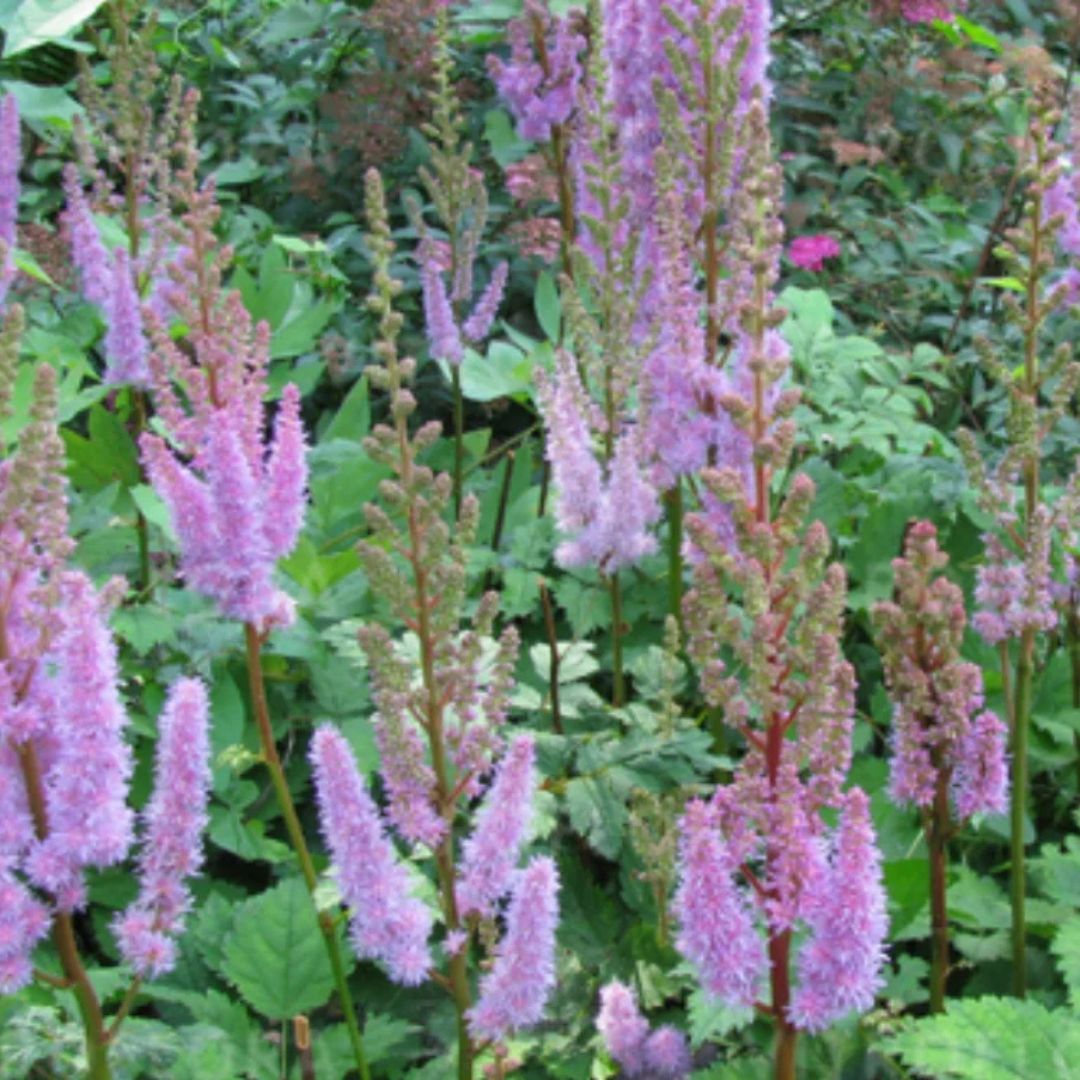 Čechrava čínská 'Pumila', květináč 9 cm