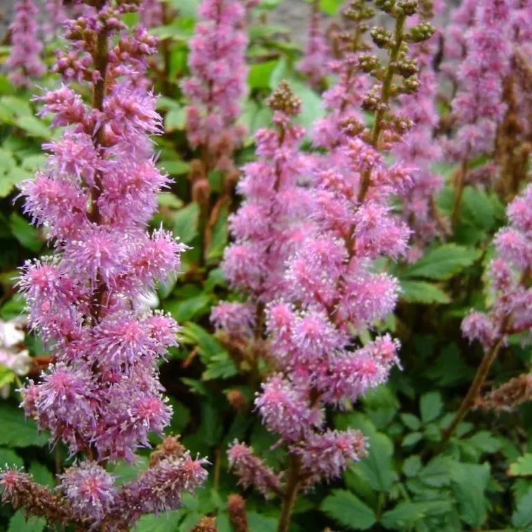 Čechrava čínská 'Pumila', květináč 9 cm