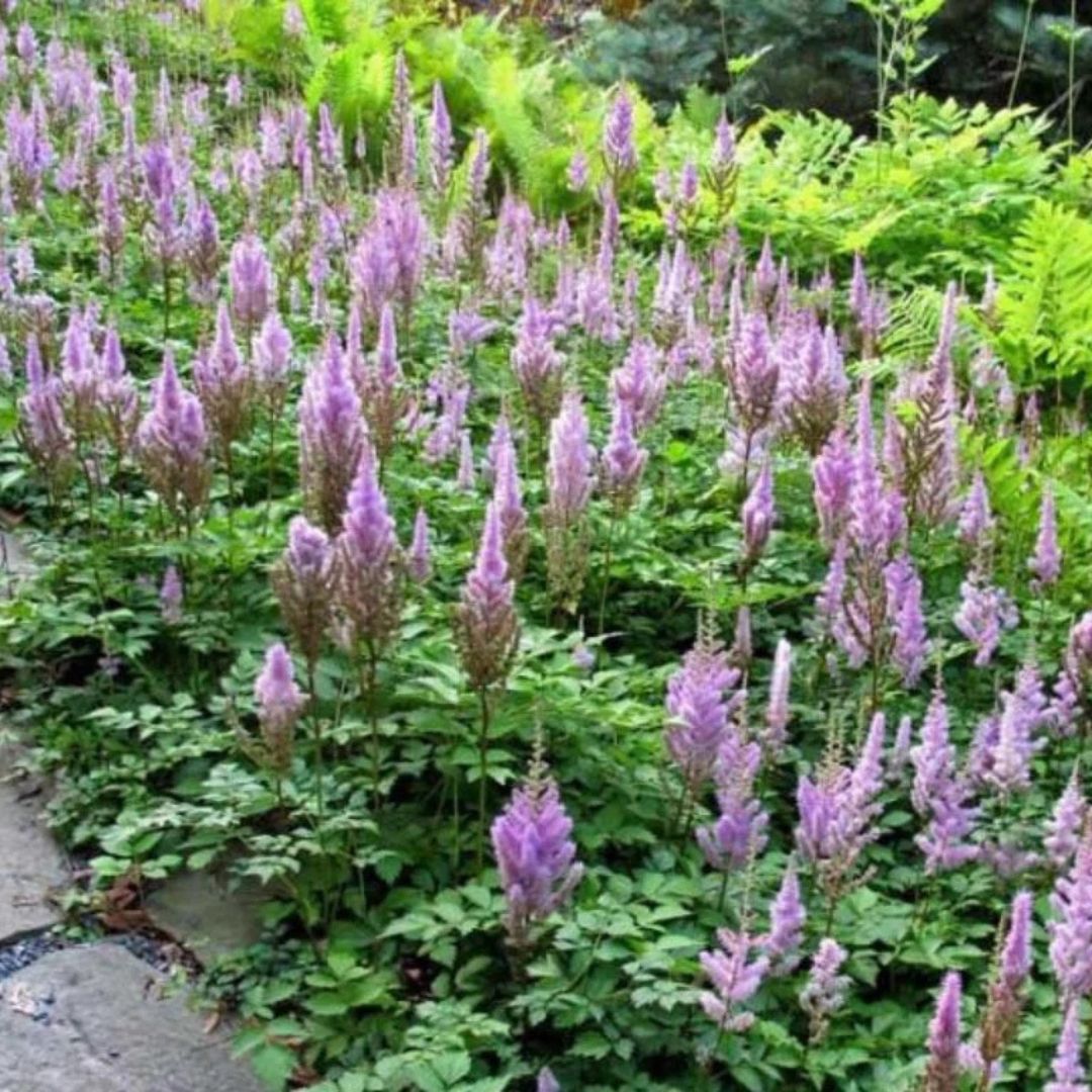 Čechrava čínská 'Pumila', květináč 9 cm