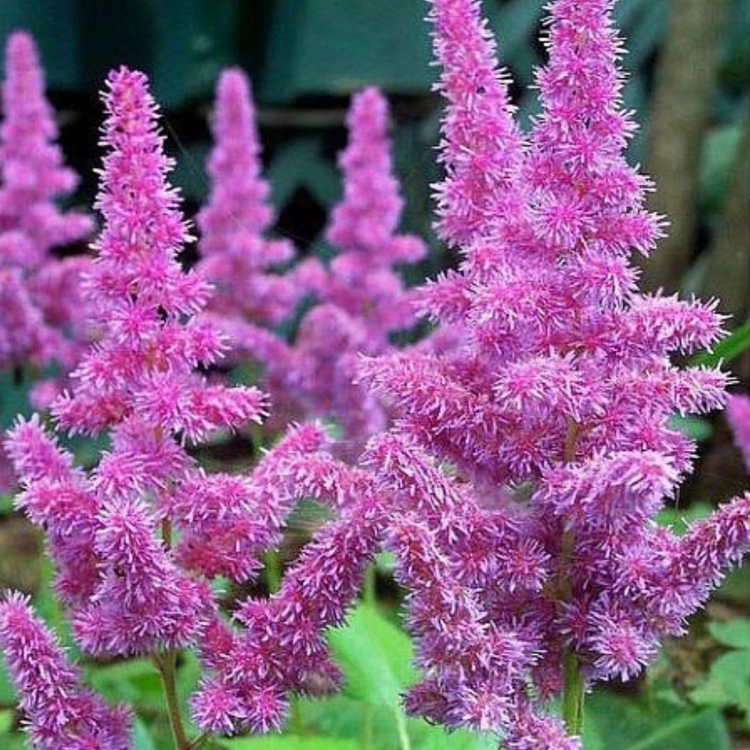 Čechrava čínská 'Pumila', květináč 9 cm